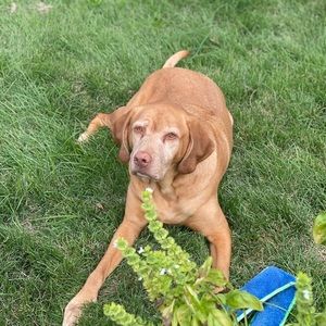 Meet your Posher, Calvin